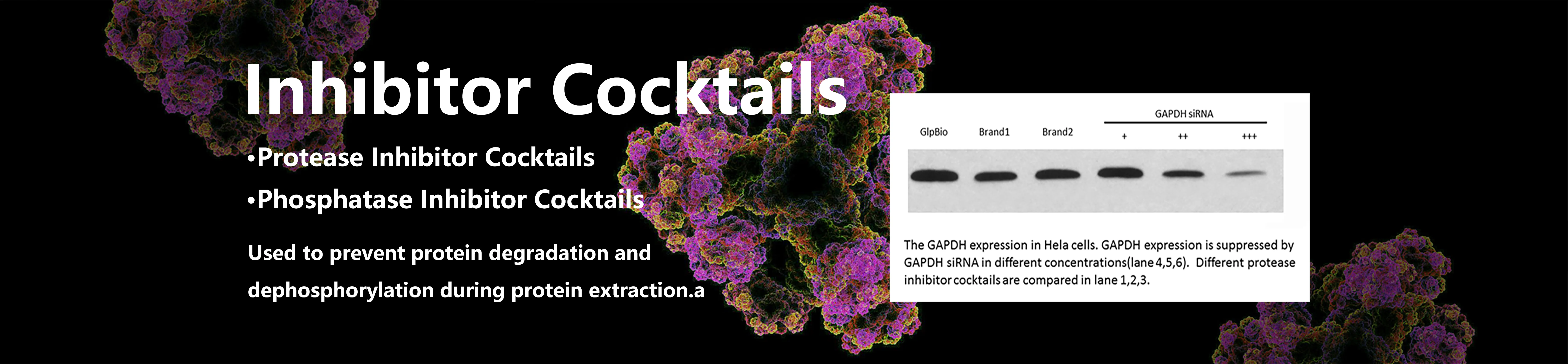 لافتة GLPBIO الترويجية 4